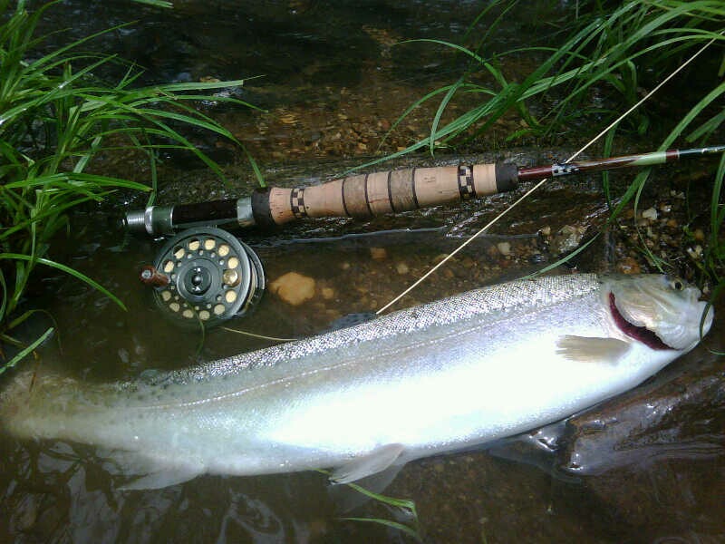 Nice Rainbow Trout on a Smith & Albury 6"6" 2wt fly rod, caught by John Ralls.